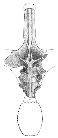 Copes illustration av Amphicoelias fragillimus-exemplaret