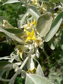 Smalbladig silverbuske (E. angustifolia)