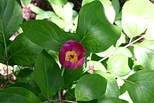 Paeonia obovata flower 001.JPG
