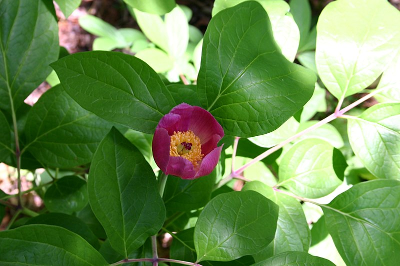 Fil:Paeonia obovata flower 001.JPG