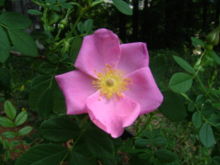 Rosa virginiana.jpg