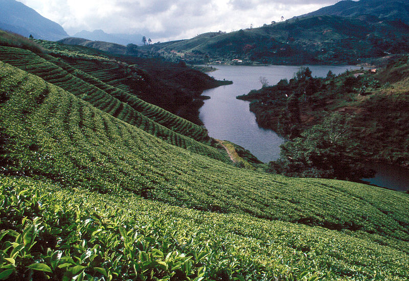 Fil:Sri Lanka Teeplantage.jpg