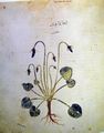 ViennaDioscoridesFolio148vViolet.jpg