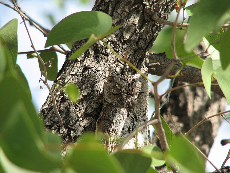 Fil:African Scops owl.jpg