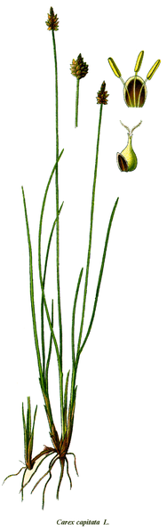 Fil:Cleaned-Carex capitata.png