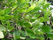Kokabuske (Erythroxylum coca)