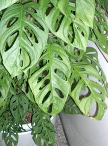 Liten monstera (M. adansonii)