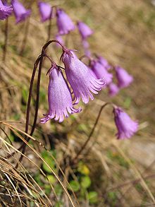 Dvärgalpklocka (S. pusilla)