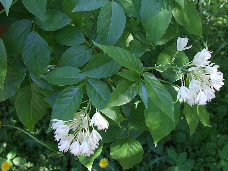 Fil:Staphylea trifolia a1.jpg