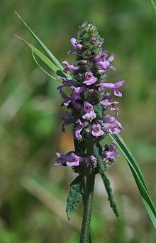 Betonica officinalis flowers.jpg