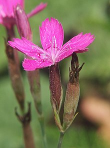 Backnejlika (Dianthus deltoides)