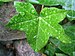 Hedera helix