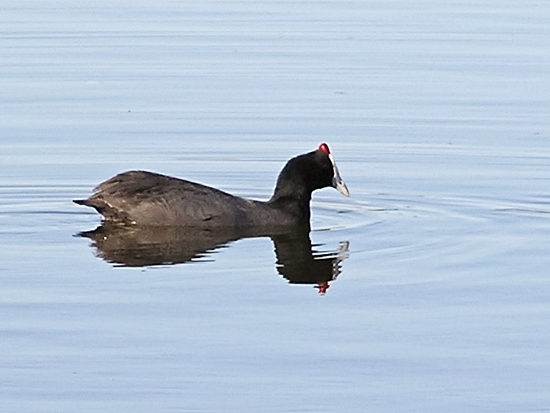 Fil:Fulica cristata.jpg