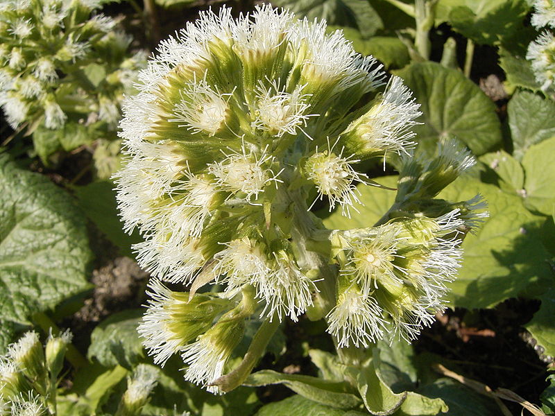 Fil:Petasites albus flowers.jpg