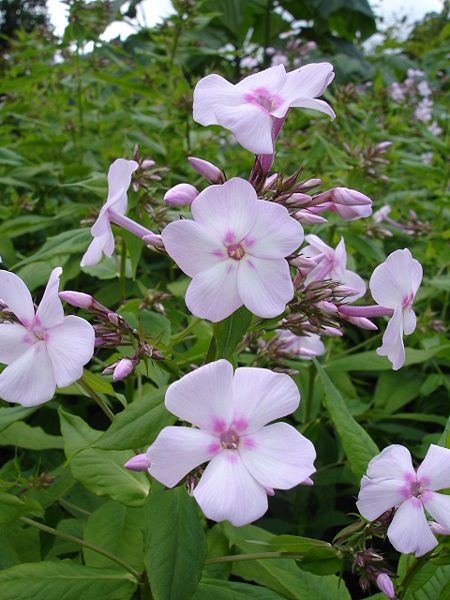 Fil:Phlox paniculata Discovery1UME.jpg