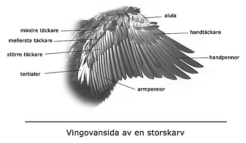 Wingtopography.jpg