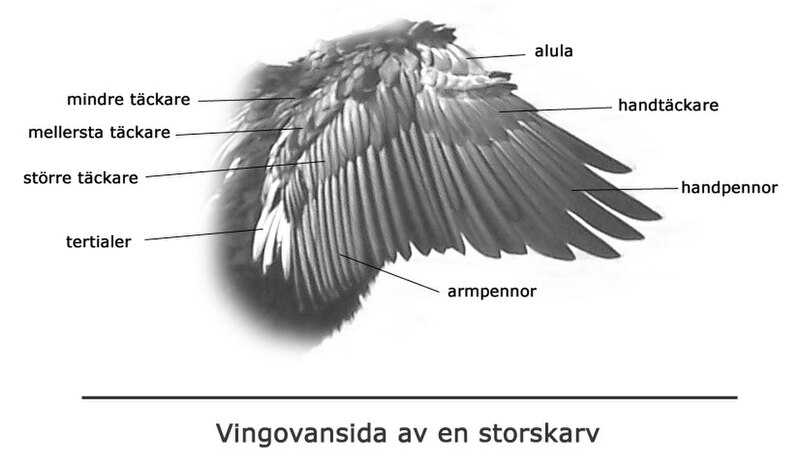 Fil:Wingtopography.jpg