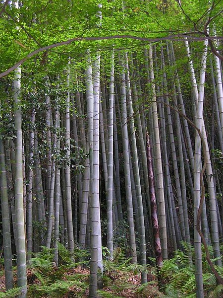 Fil:Bamboo forest.jpg