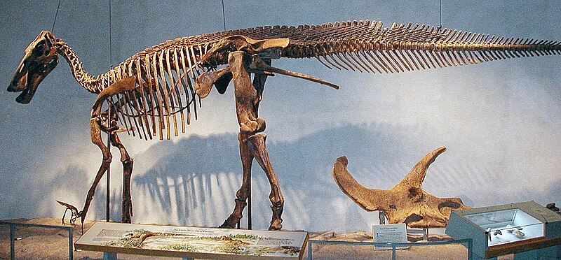 Fil:DNMH Edmontosaurus.jpg