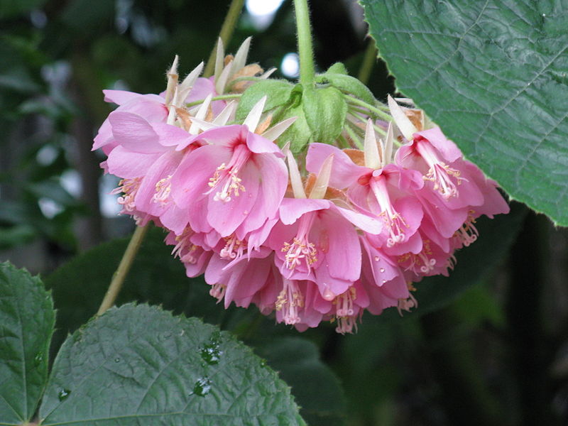 Fil:Dombeya wallichii2.jpg