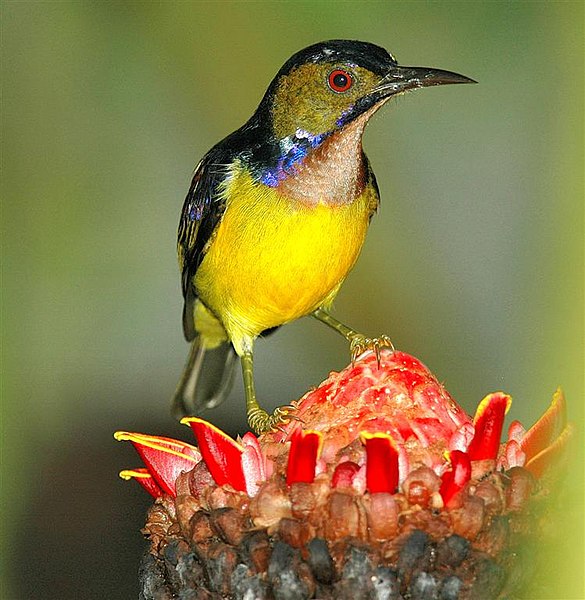 Fil:Plain-throated Sunbird.jpg