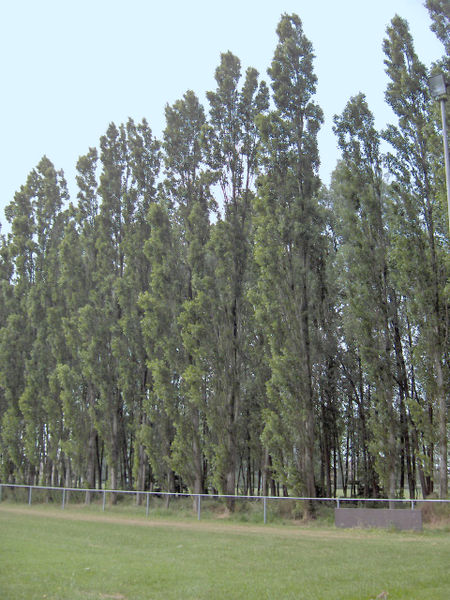Fil:Populus nigra.Italica.01.jpg