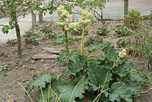 Rhubarb-flower-3.jpg