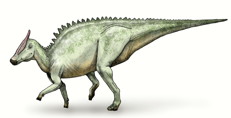 Fil:Saurolophus debivort.png