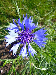 Centaurea cyanus 'cornflower' 2007-06-02 (flower).jpg