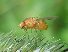 Drosophila-melanogaster-Nauener-Stadtwald-03-VII-2007-10.jpg