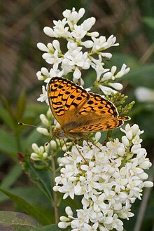 Argynnis niobe-03 (xndr).jpg