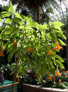 Brugmansia-hybrid, troligen 'Feingold'
