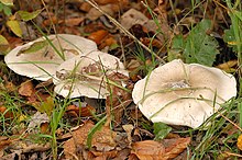 Clitocybe.clavipes.-.lindsey.jpg