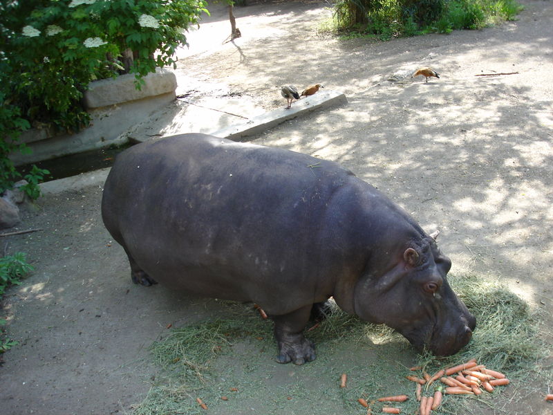 Fil:Hippopotamus.jpg
