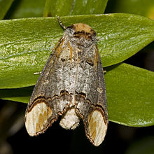 Phalera.bucephala.7189.jpg