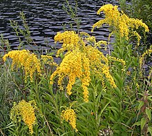 Solidago gigantea01.jpg