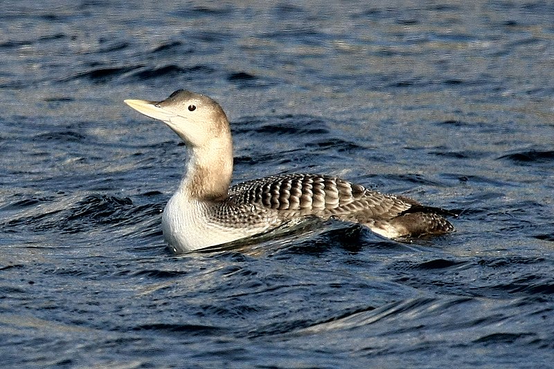 Fil:Yellow-billed Loon.jpg