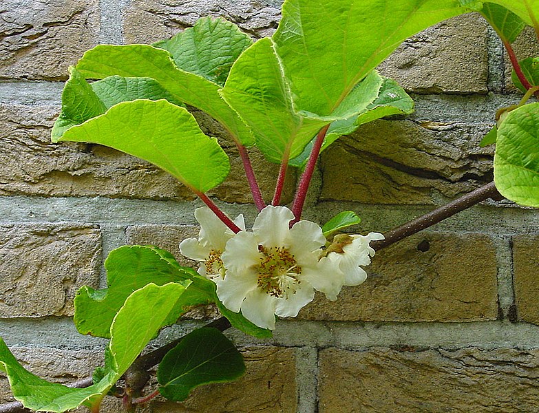 Fil:Actinidia chinensis B.jpg