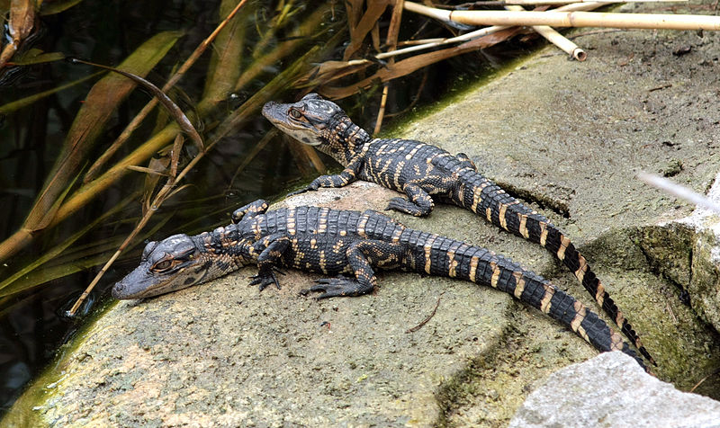 Fil:Alligator mississippiensis 2 babies.jpg