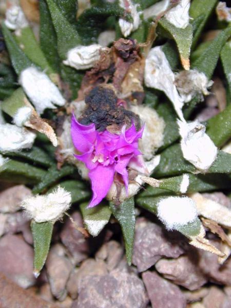 Fil:Ariocarpus agavoides.jpg