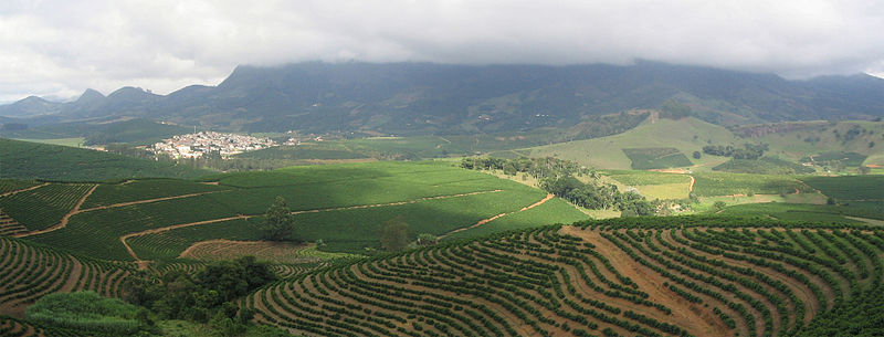 Fil:Coffee Plantation.jpg