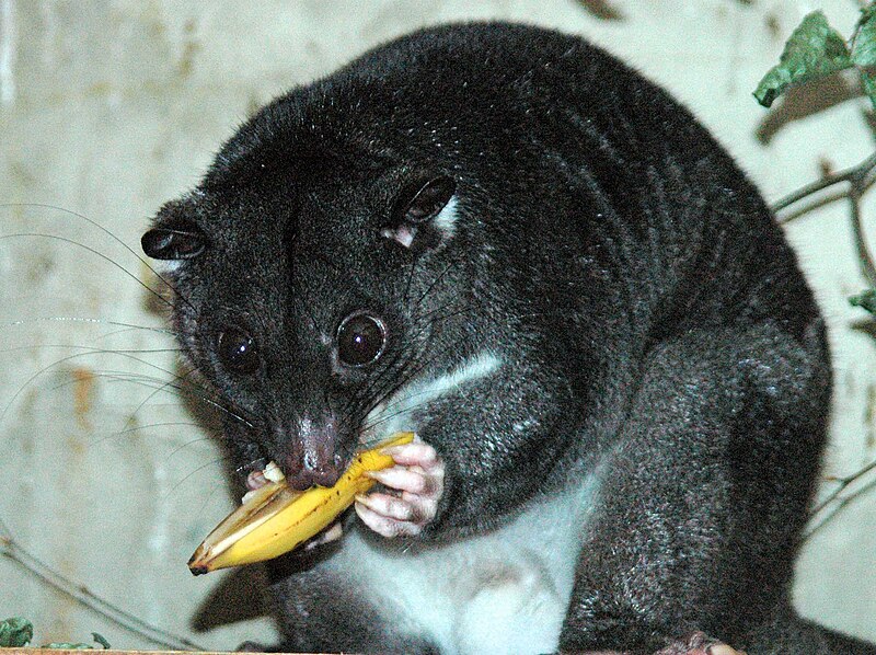 Fil:Ground Cuscus cotswoldwildlifepark.jpg