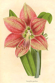 Hippeastrum pardinum1.jpg