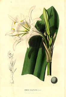 Narcisslilja (I. narcissiflora)