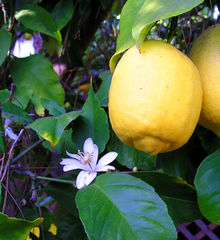 Citron (Citrus ×limon)