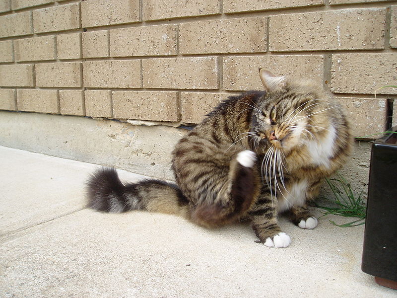 Fil:Munchkin cat grooming.jpg