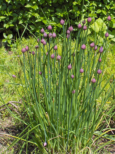 Fil:Allium schoenoprasum(01).jpg