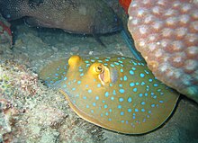 Blue spotted stingray.jpg