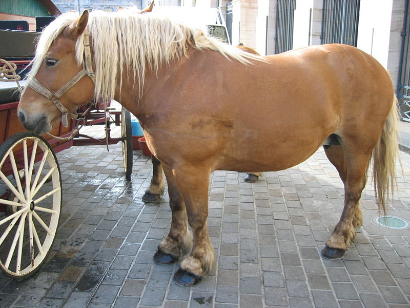 Fil:Cheval Comtois 2.jpg