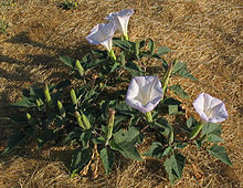 Indianspikklubba (Datura wrightii)